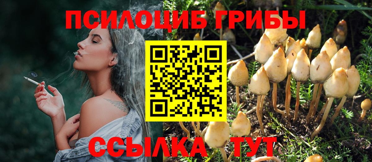 Псилоцибиновые грибы Psilocybine cubensis Бор